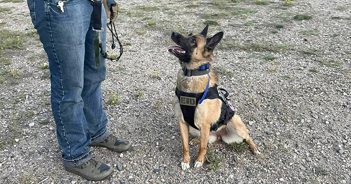 to TYR K9 Training & Boarding